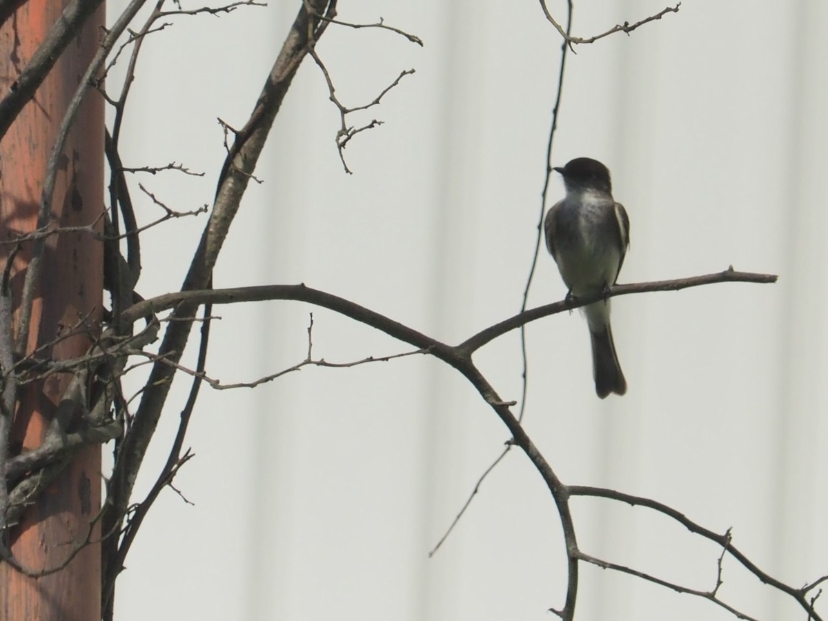 Eastern Phoebe - ML620408457