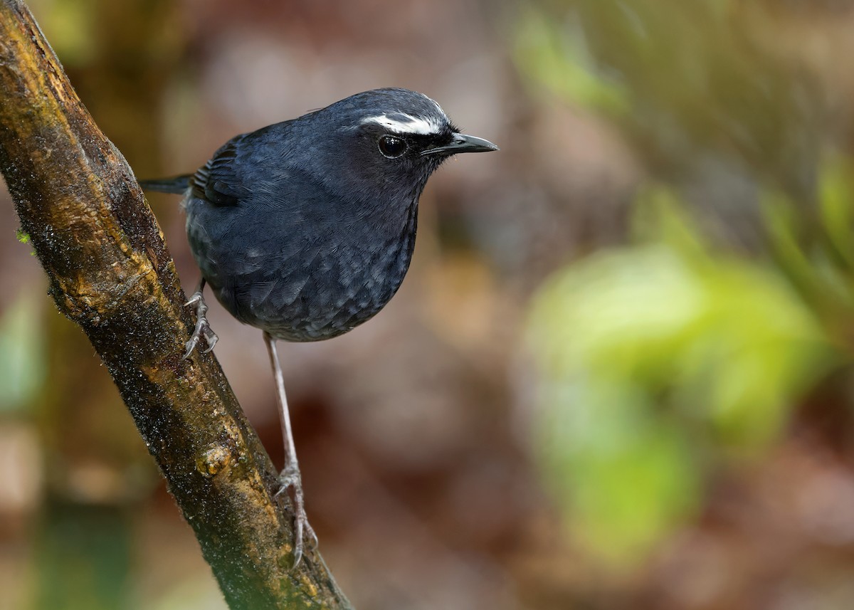 Himalayan Shortwing - ML620408473