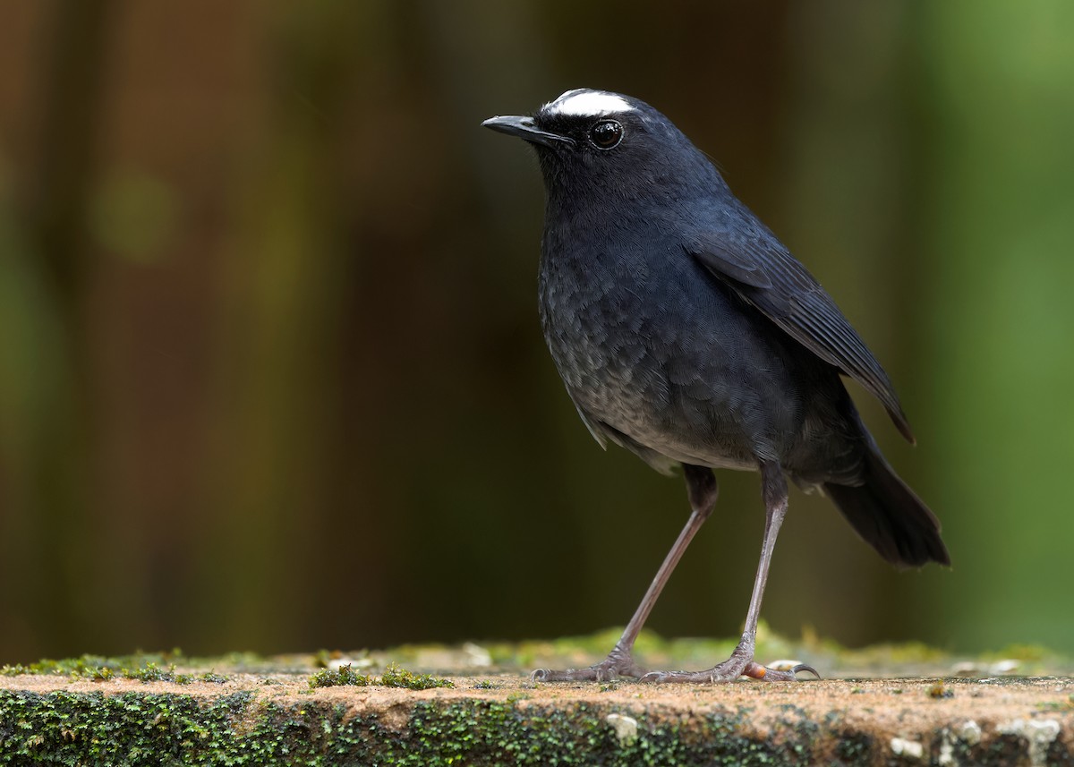 Himalayan Shortwing - ML620408478