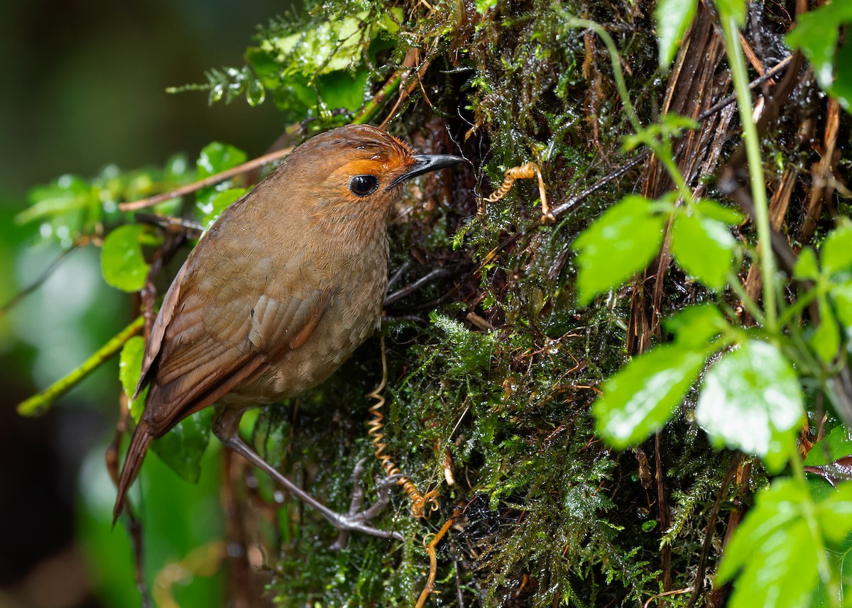 Himalayan Shortwing - ML620408482