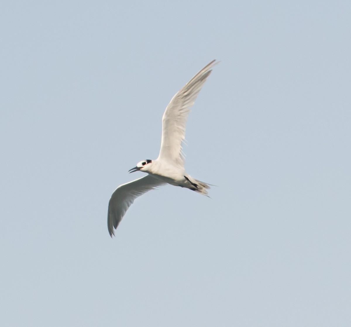 Sandwich Tern - ML620408483