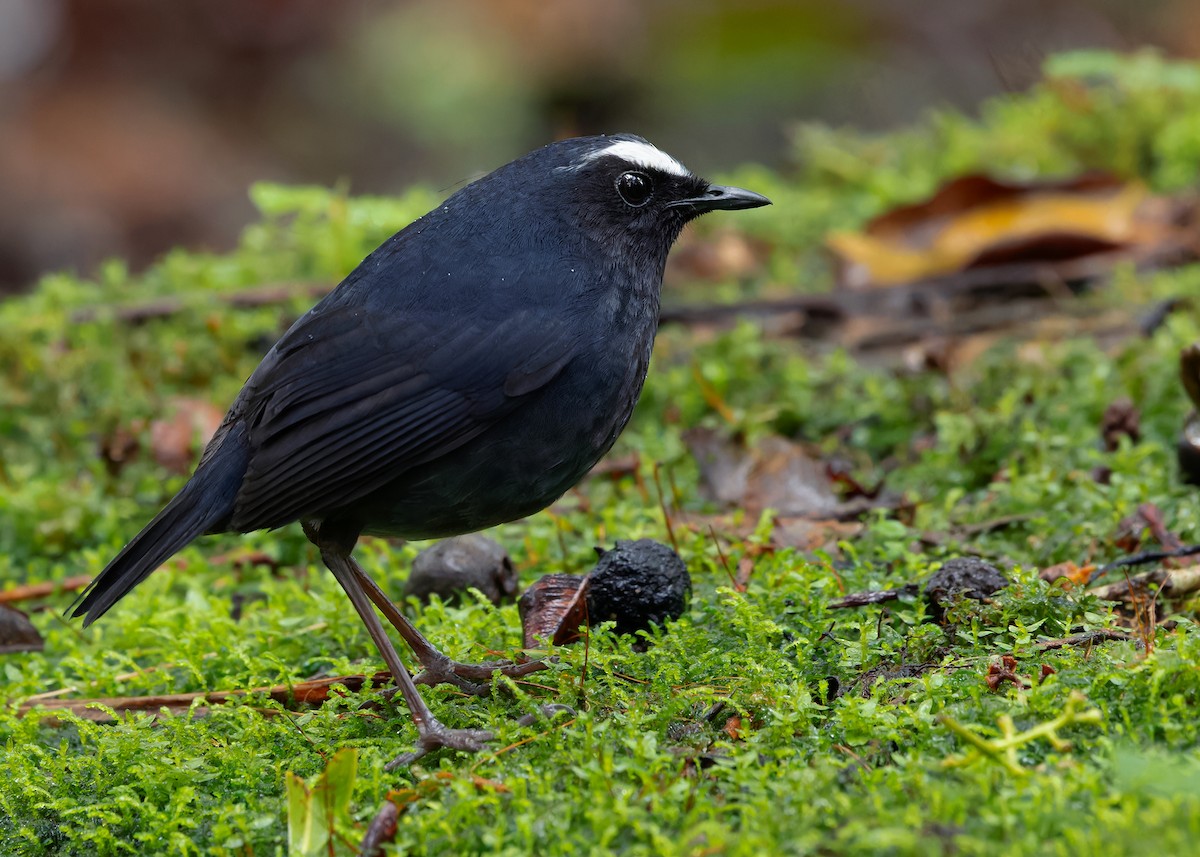 Himalayan Shortwing - ML620408484