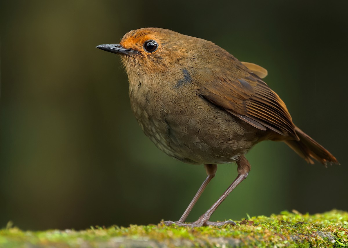 Himalayan Shortwing - ML620408495