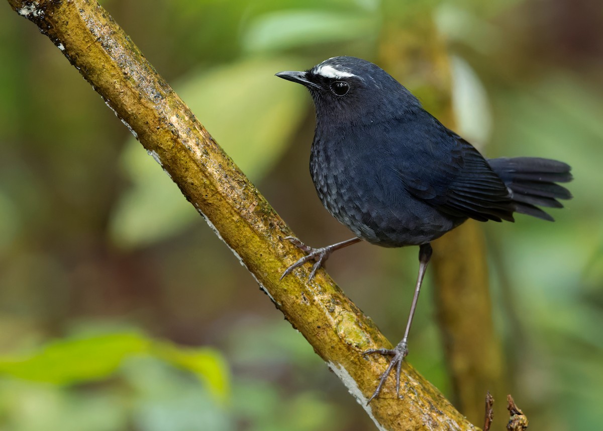 Himalayan Shortwing - ML620408497