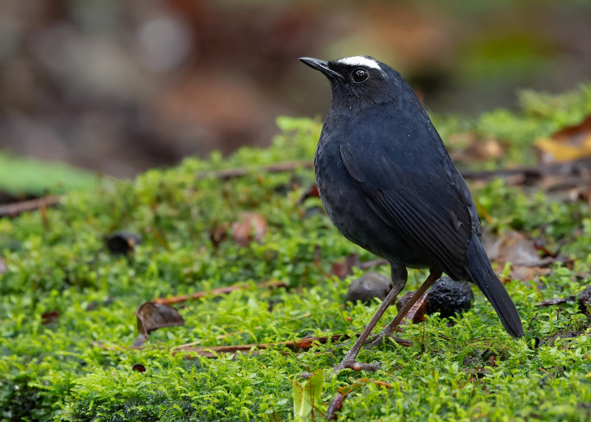 Himalayan Shortwing - ML620408499