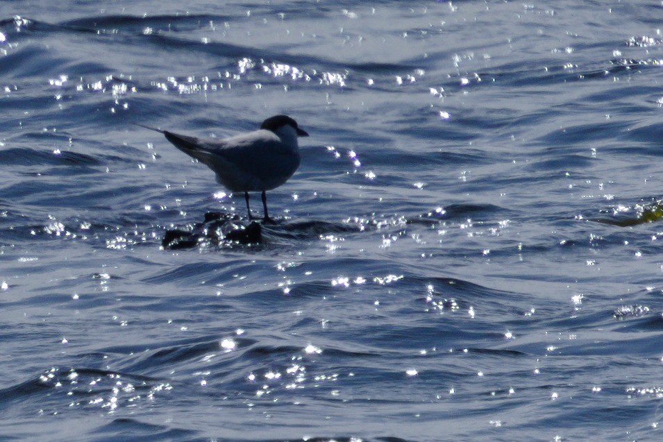Gull-billed Tern - ML620408504