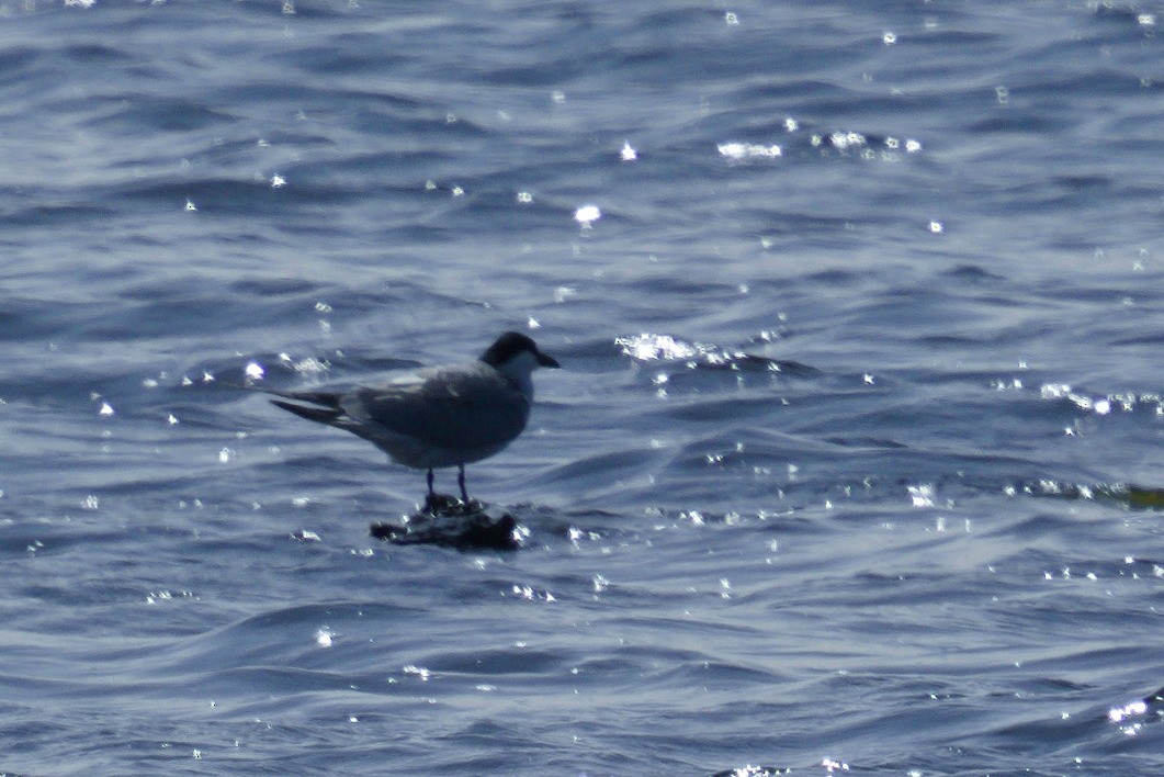 Gull-billed Tern - ML620408505