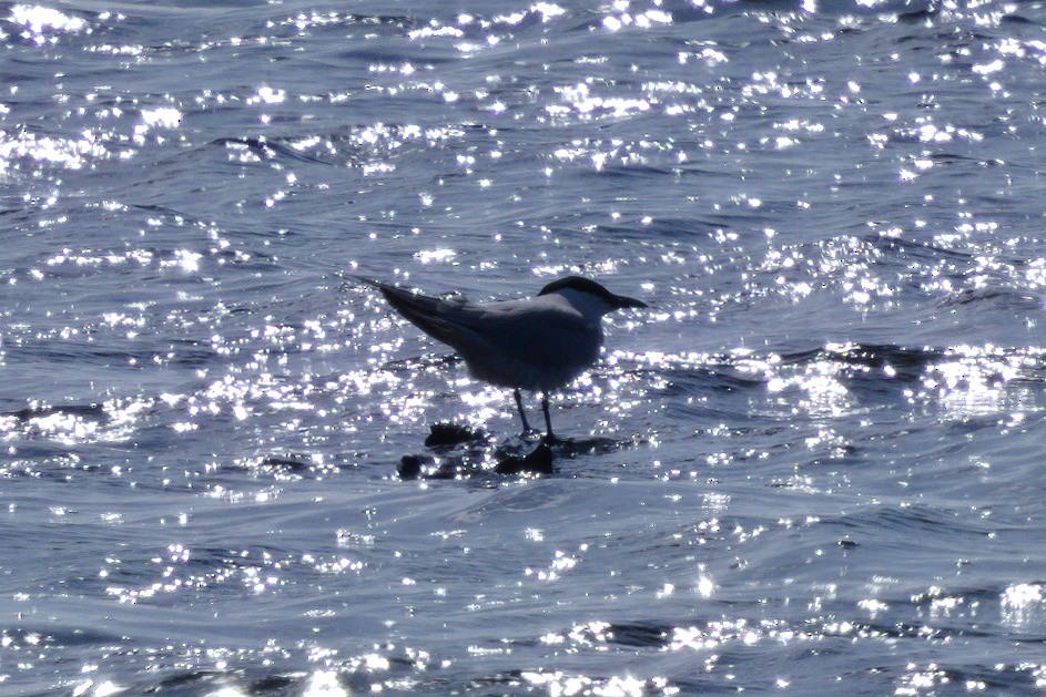 Gull-billed Tern - ML620408506