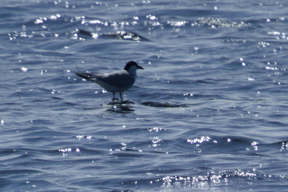 Gull-billed Tern - ML620408507
