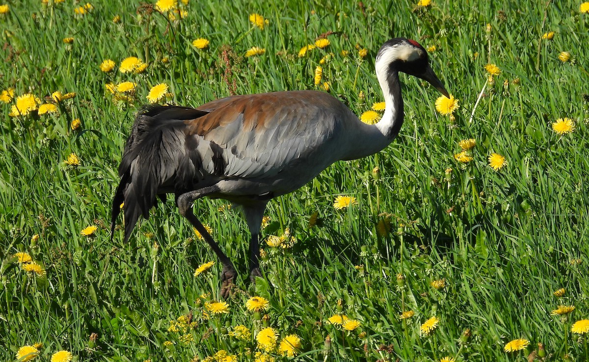 Common Crane - ML620408516