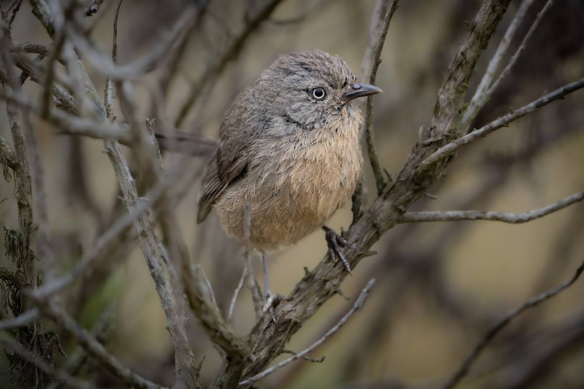 Wrentit - ML620408521