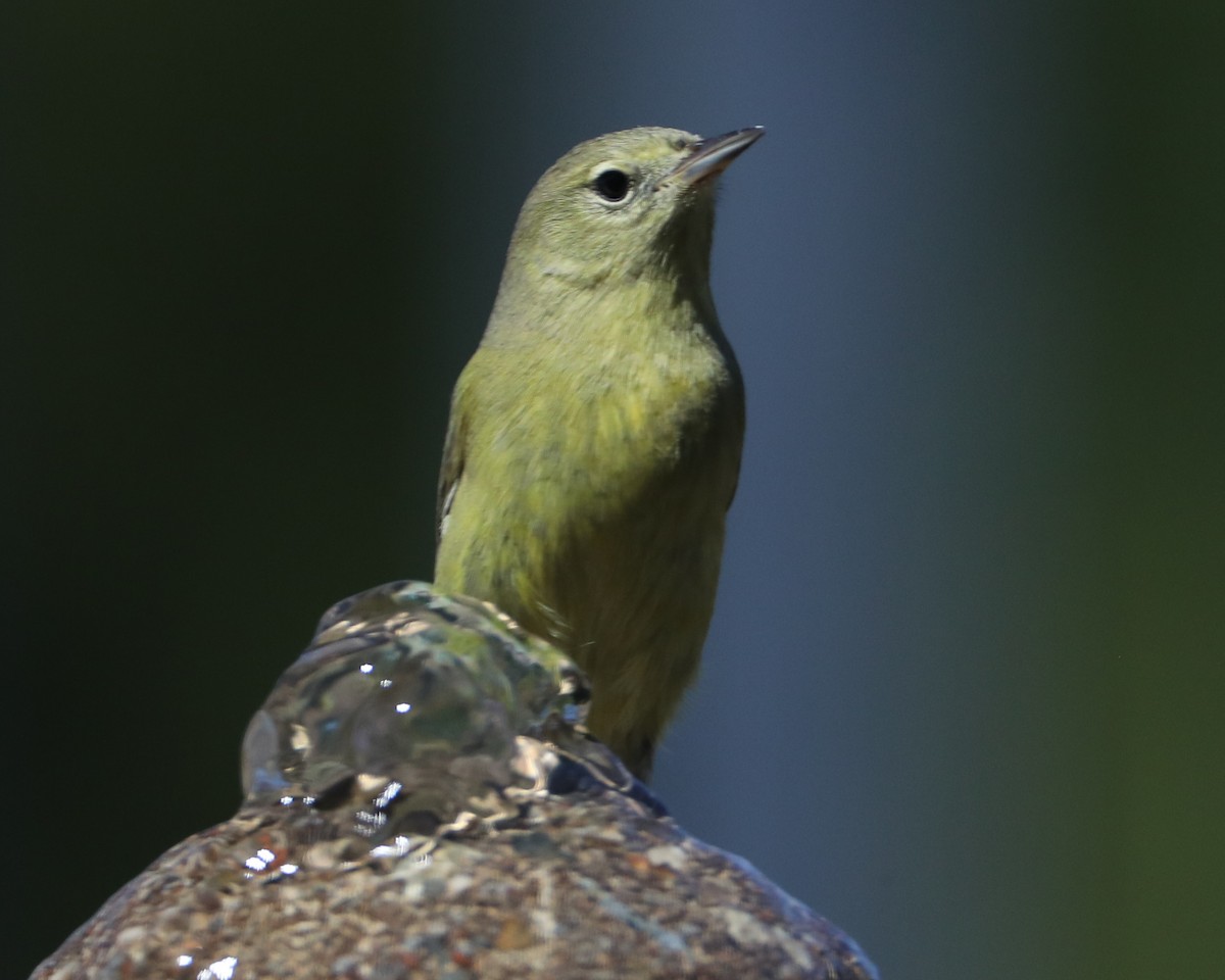 Orange-crowned Warbler - ML620408525