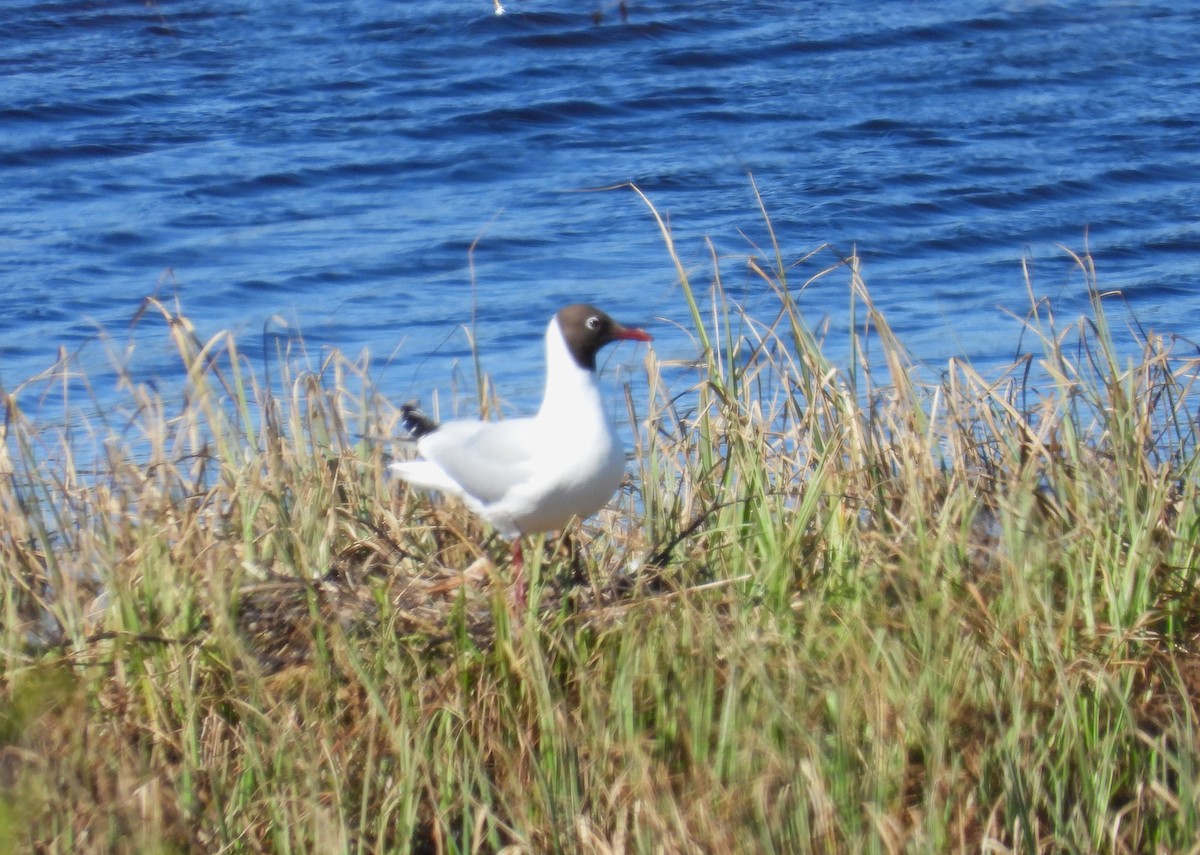 Mouette rieuse - ML620408533
