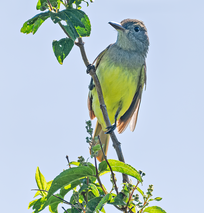 Great Crested Flycatcher - ML620408537