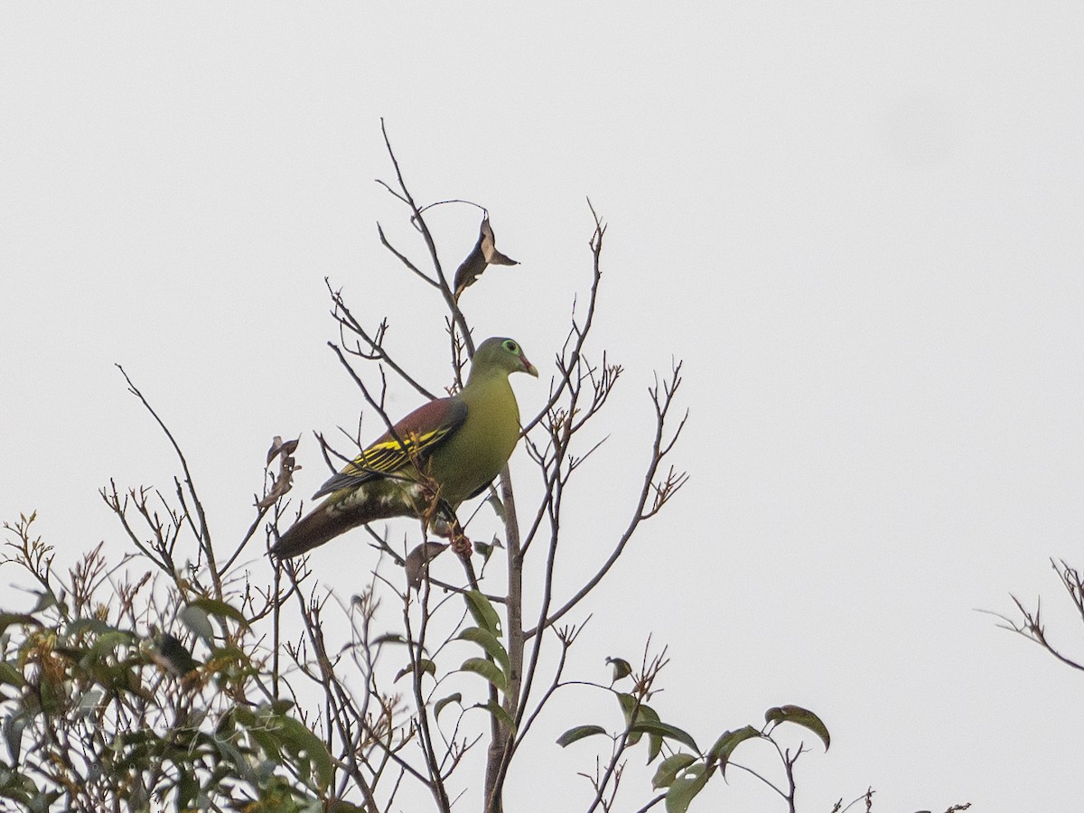 Thick-billed Green-Pigeon - Fishing Cat