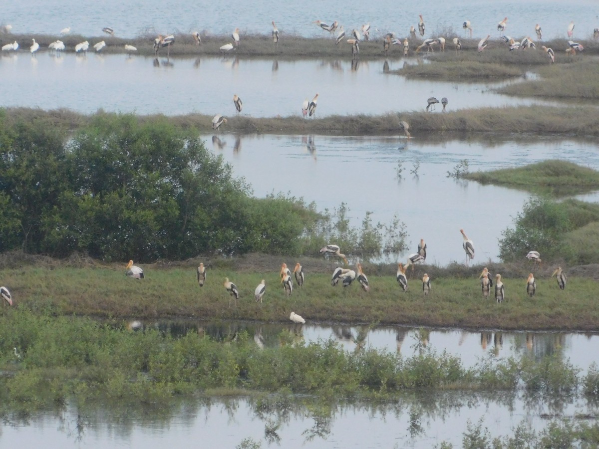 Painted Stork - ML620408544