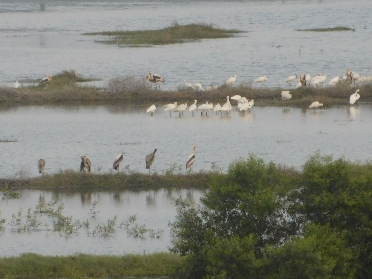 Painted Stork - ML620408545