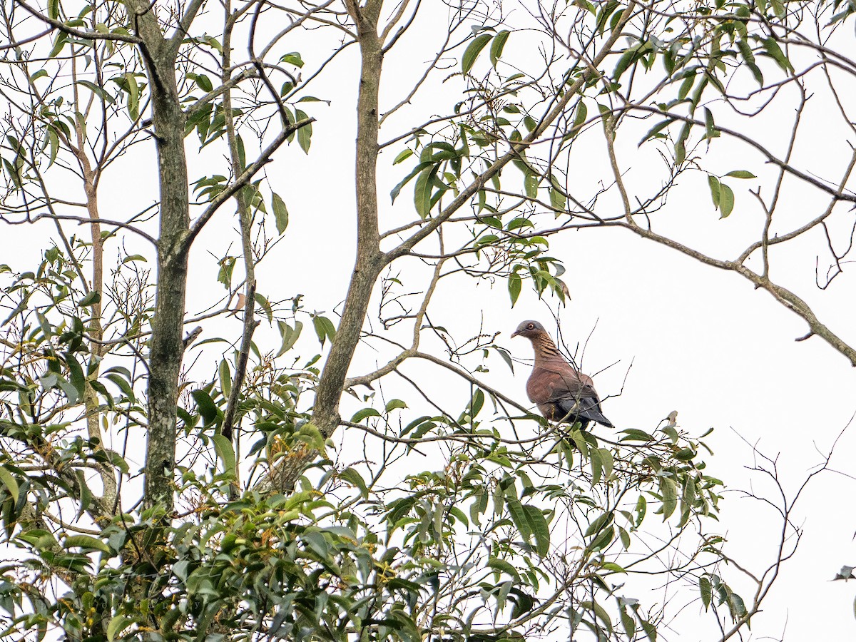 Pale-capped Pigeon - ML620408551