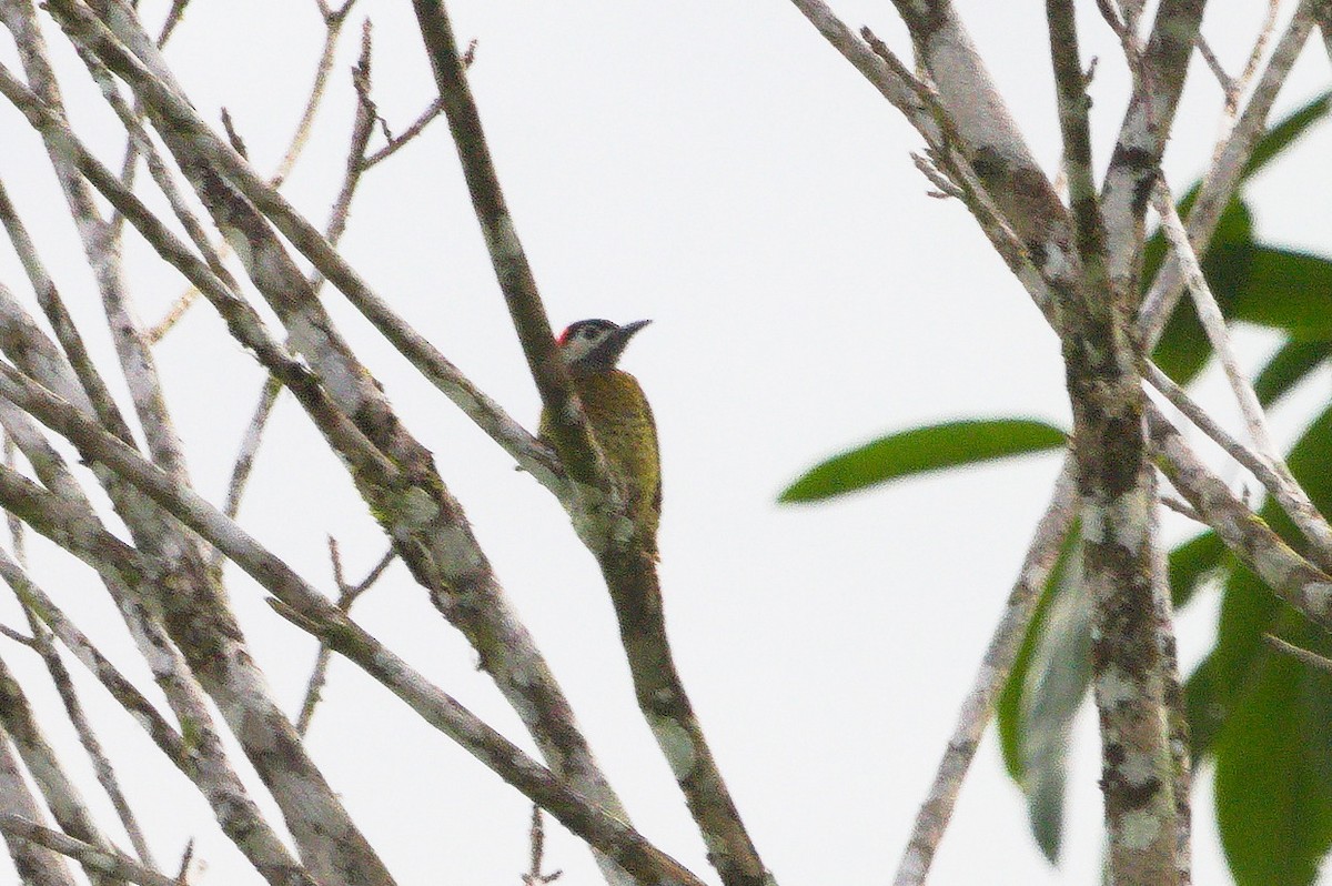 Spot-breasted Woodpecker - ML620408552