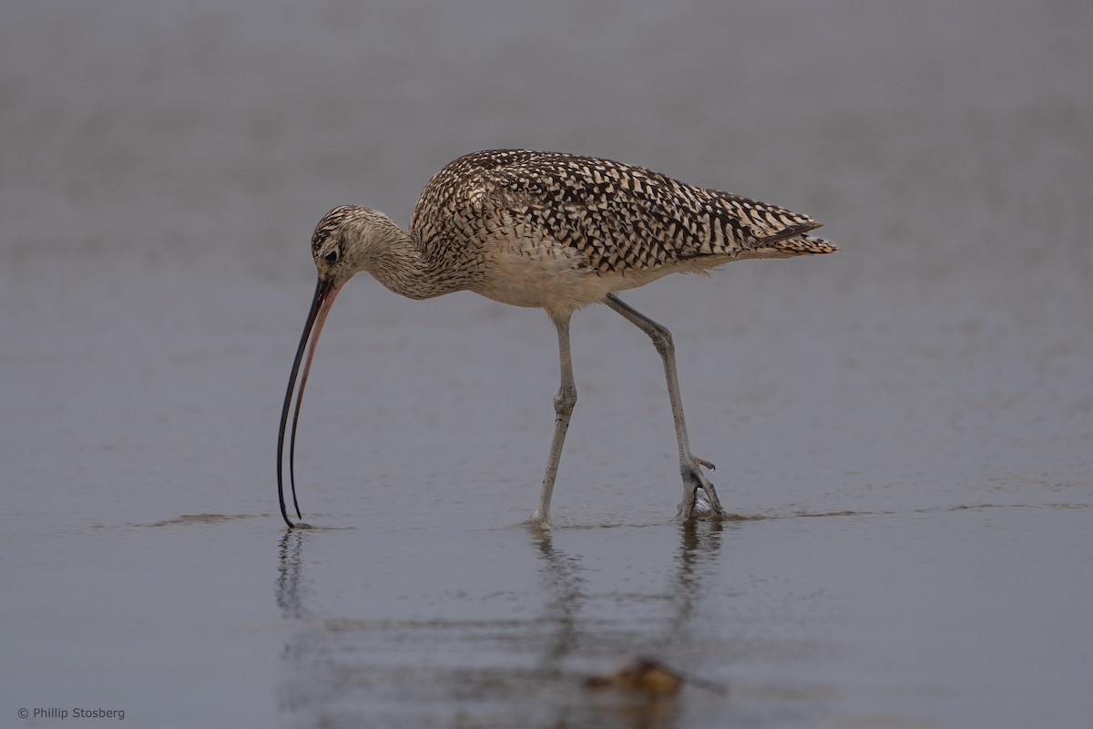 Long-billed Curlew - ML620408553