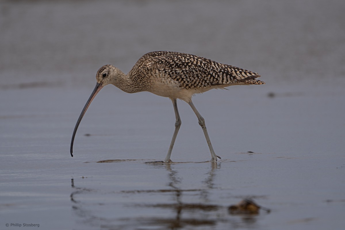 Long-billed Curlew - ML620408555