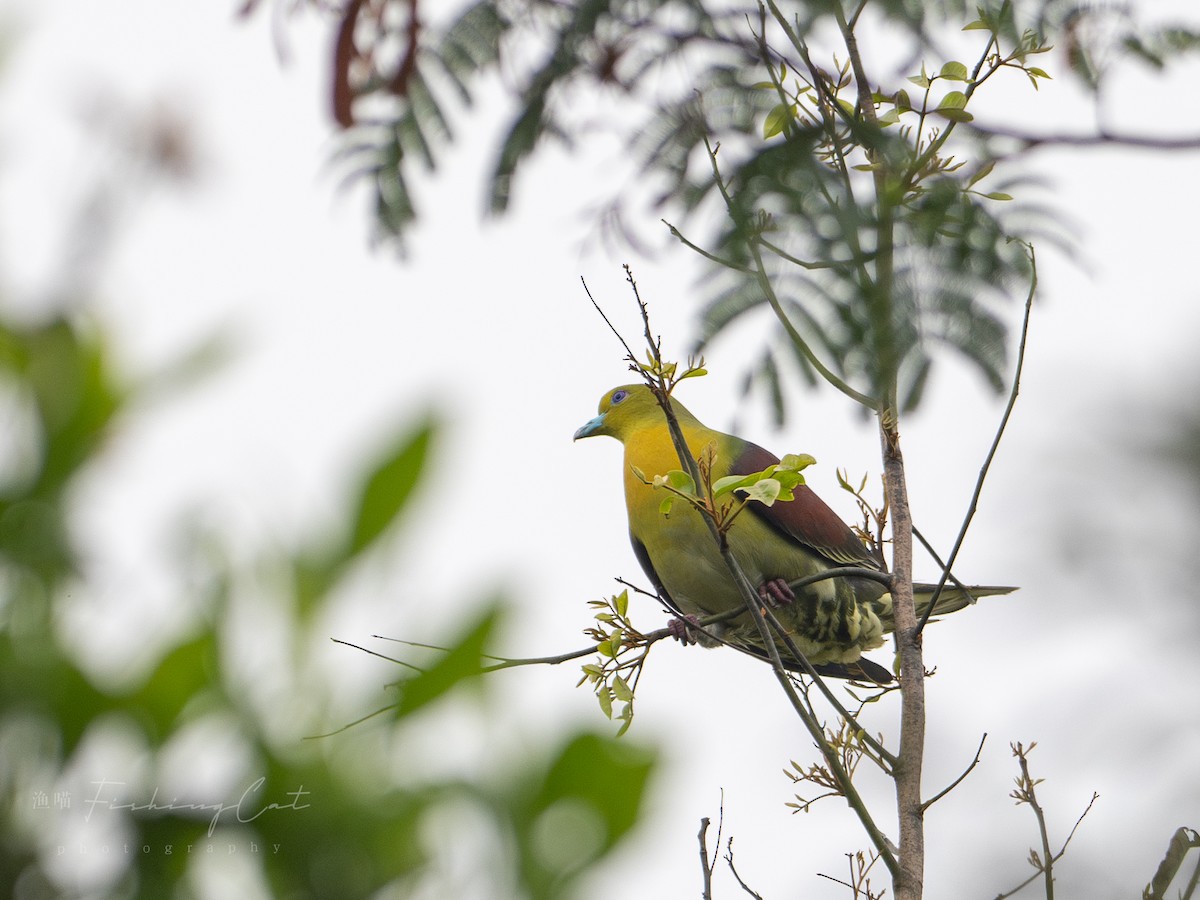 White-bellied Green-Pigeon - ML620408557