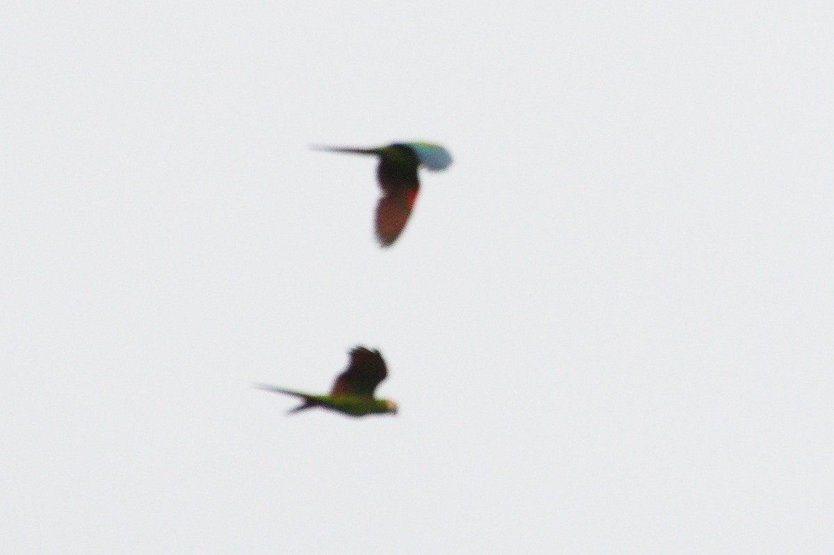 Chestnut-fronted Macaw - ML620408566