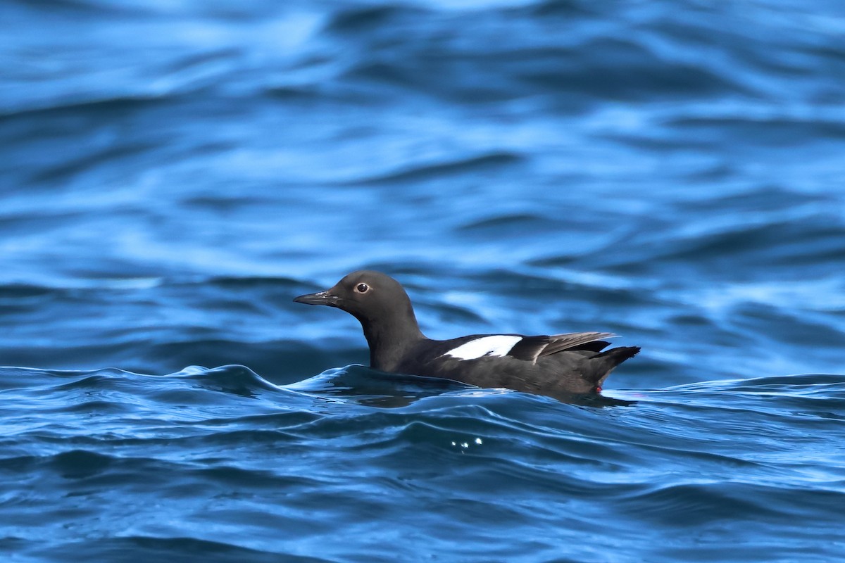 Pigeon Guillemot - ML620408577