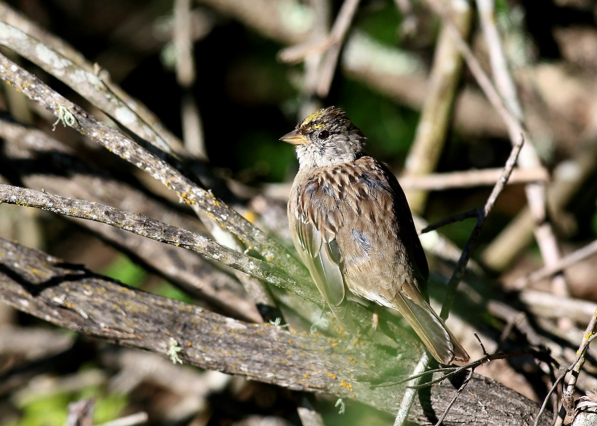 Golden-crowned Sparrow - ML620408584