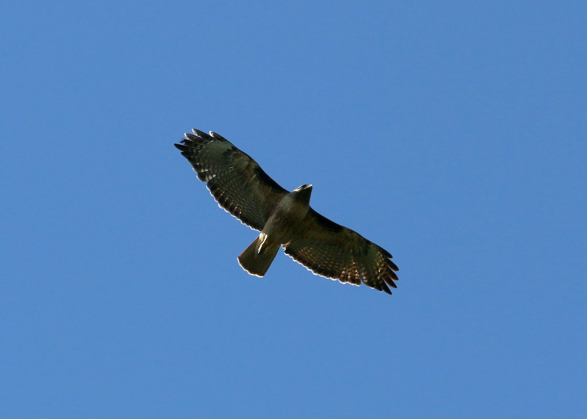 Red-tailed Hawk - ML620408586