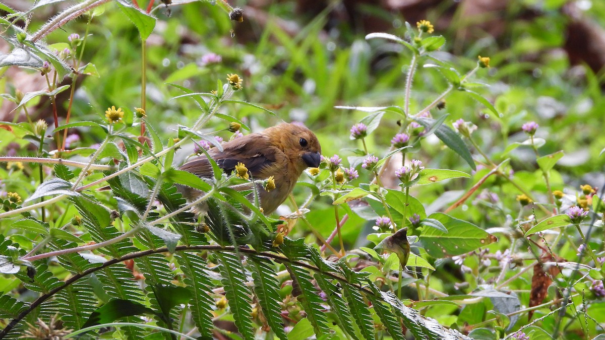 Variable Seedeater - ML620408587