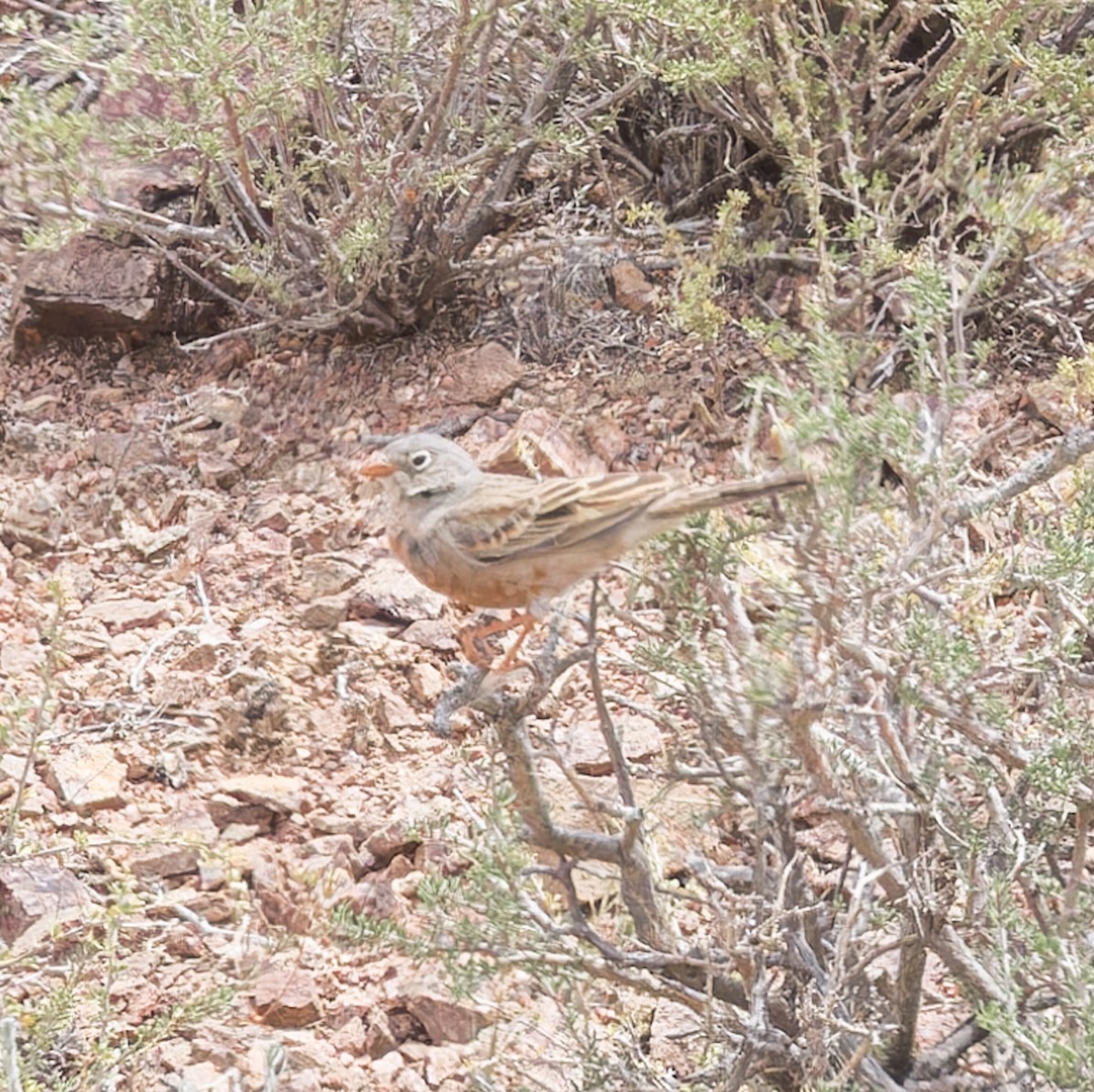 Gray-necked Bunting - ML620408600