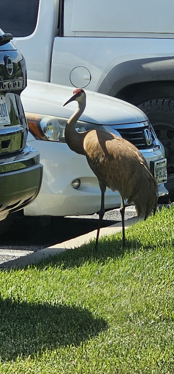 Sandhill Crane - ML620408608