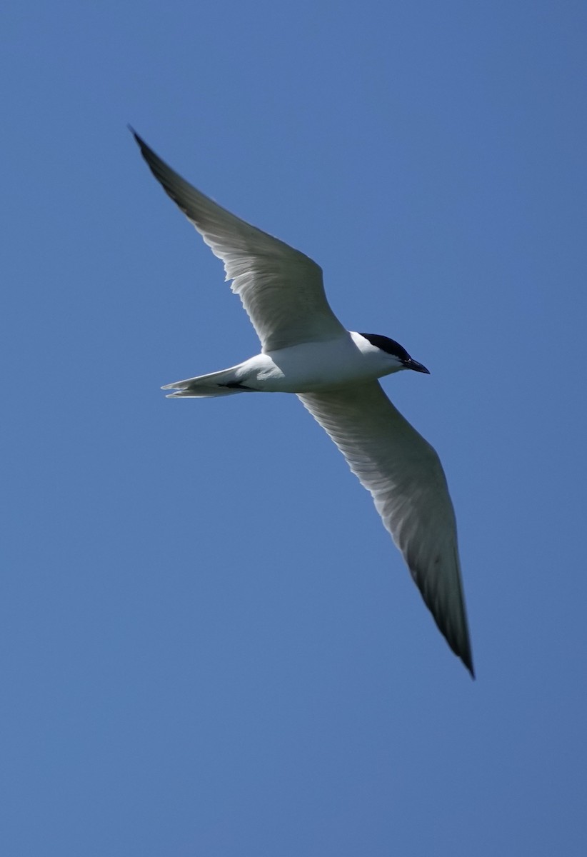 Gull-billed Tern - ML620408617