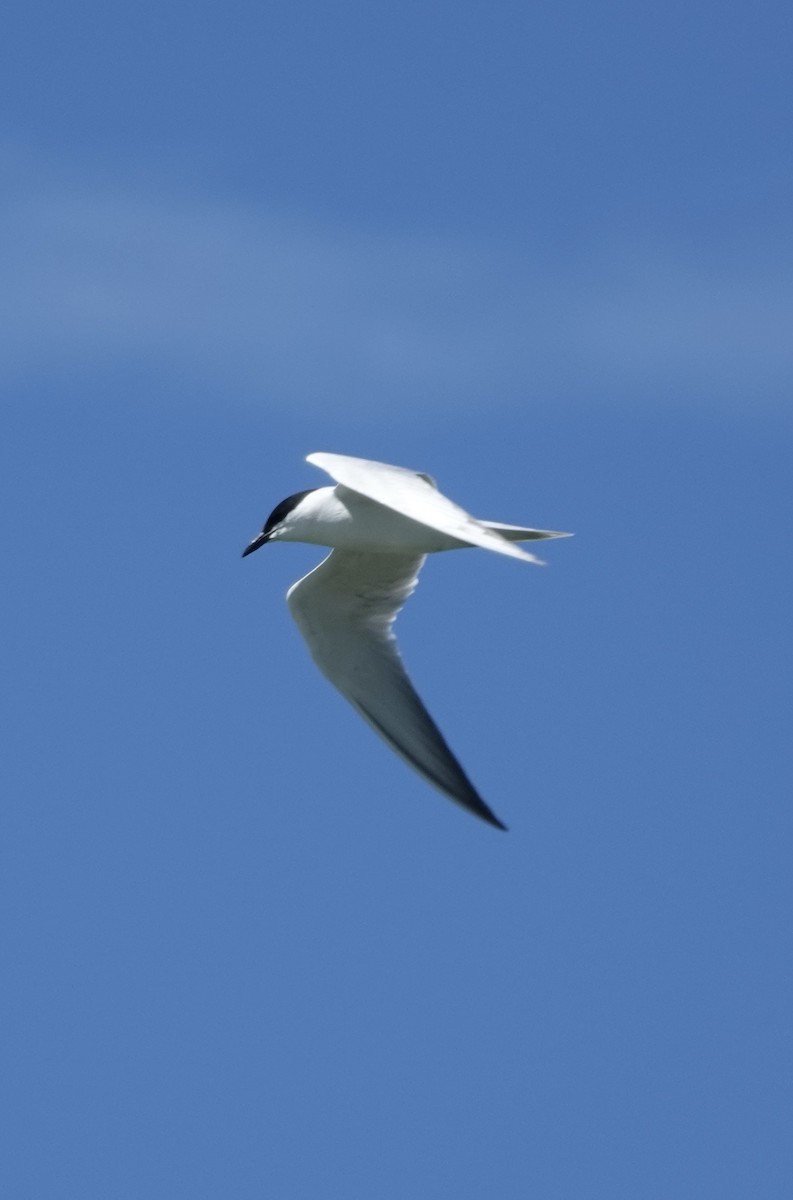 Gull-billed Tern - ML620408623