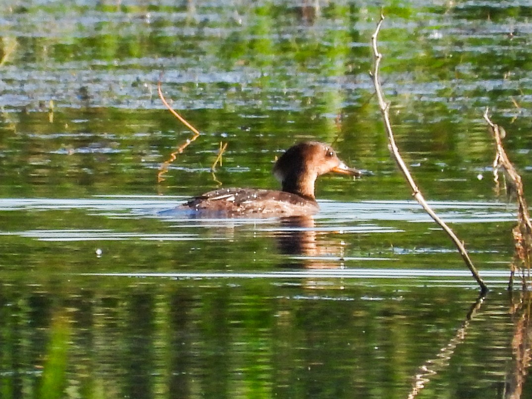 Hooded Merganser - ML620408628