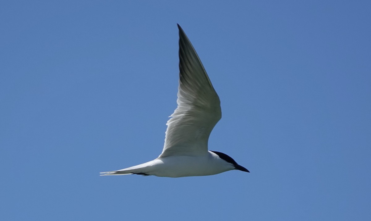 Gull-billed Tern - ML620408639