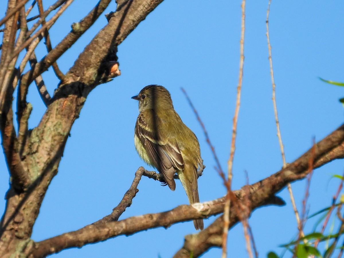 Willow Flycatcher - ML620408642