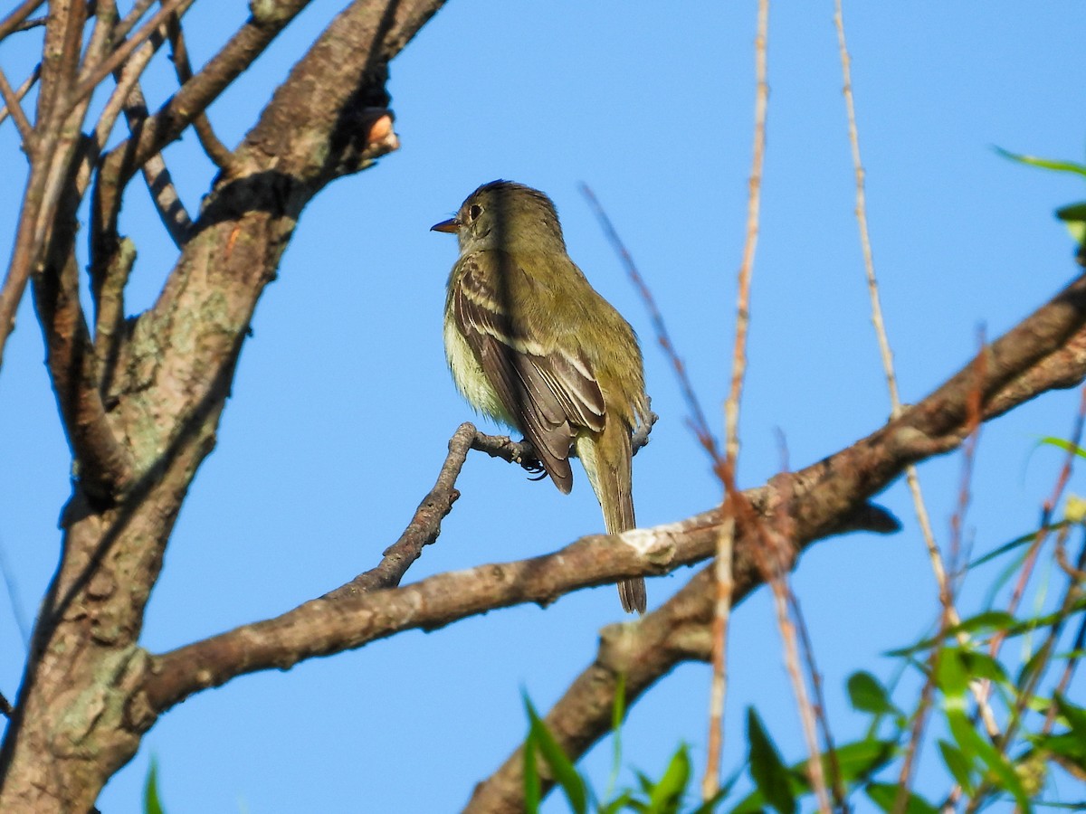 Willow Flycatcher - ML620408643