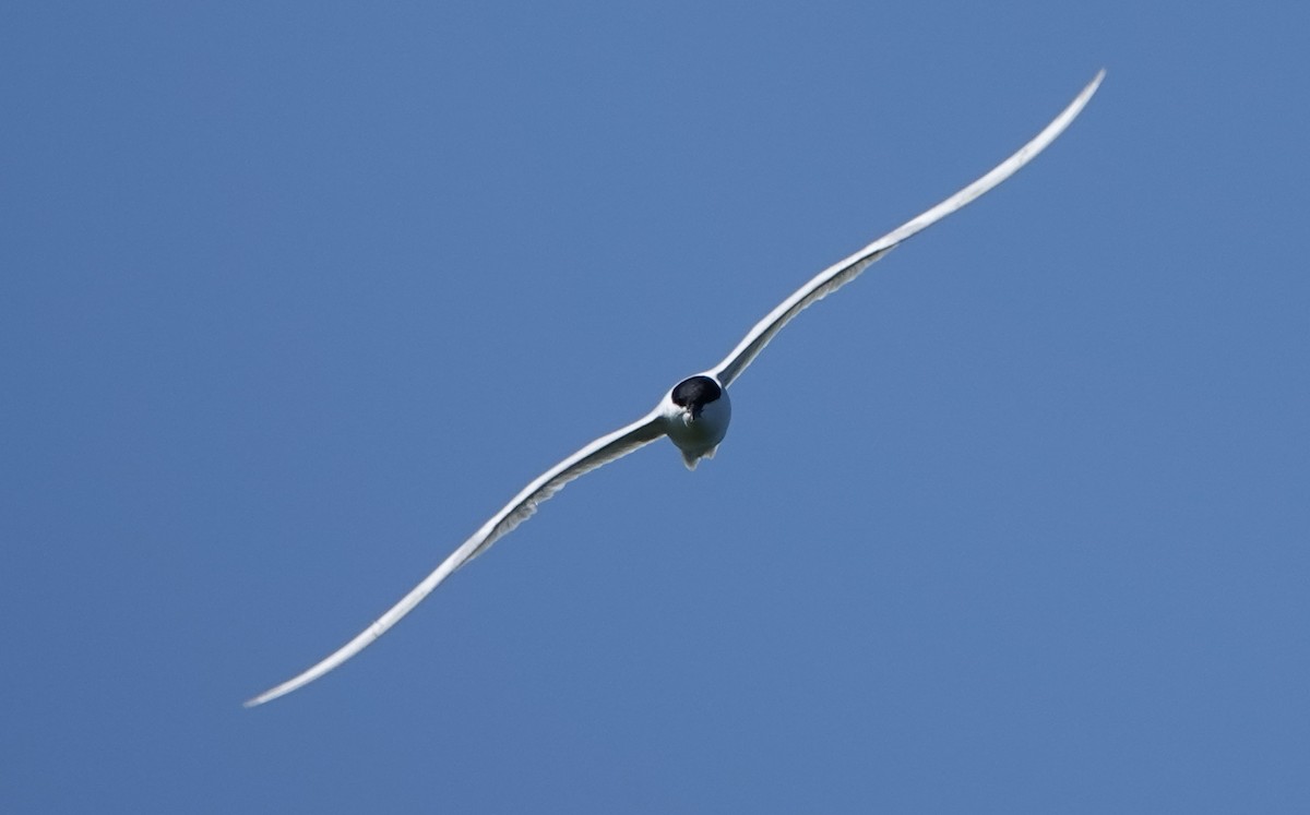 Gull-billed Tern - ML620408647