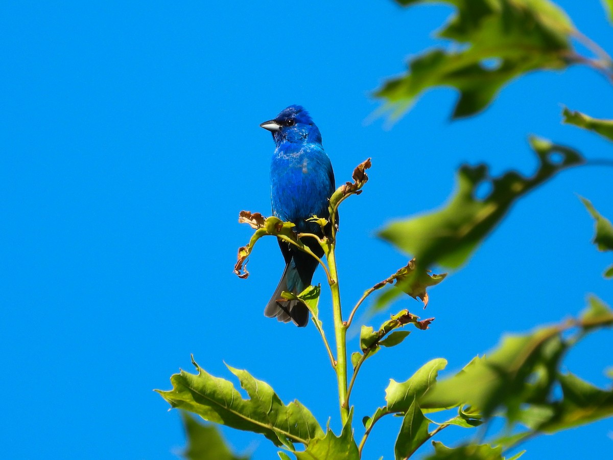 Indigo Bunting - ML620408656