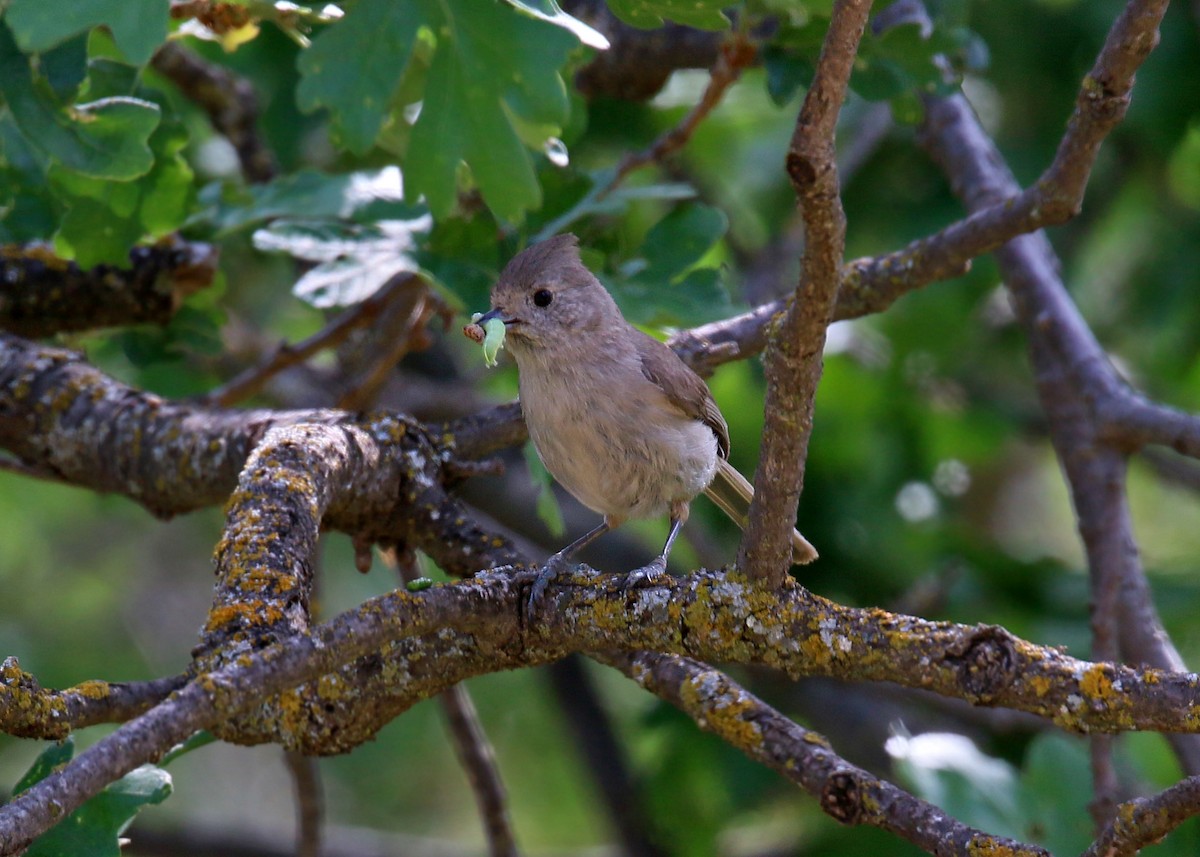 Oak Titmouse - ML620408663