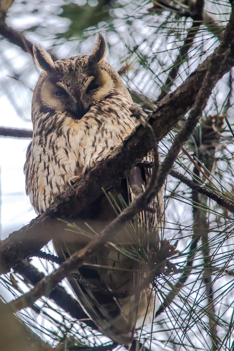 Long-eared Owl - ML620408665