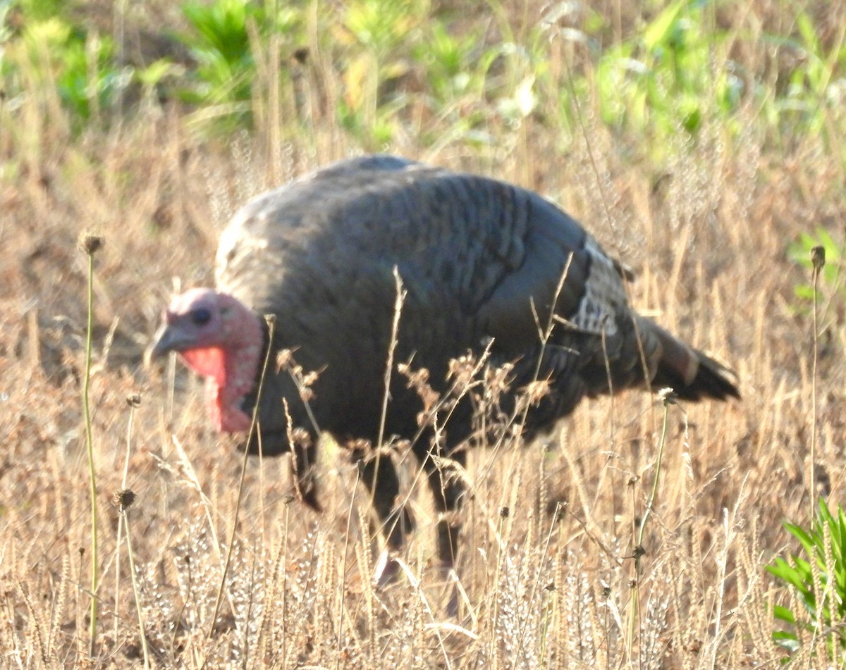 シチメンチョウ - ML620408668