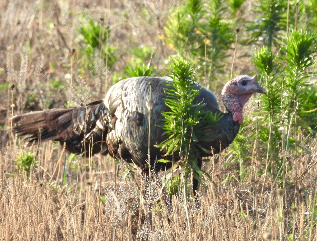 Wild Turkey - ML620408669