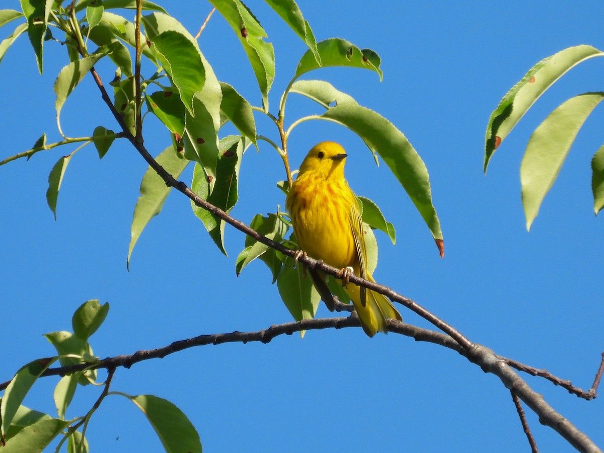 Yellow Warbler - ML620408675