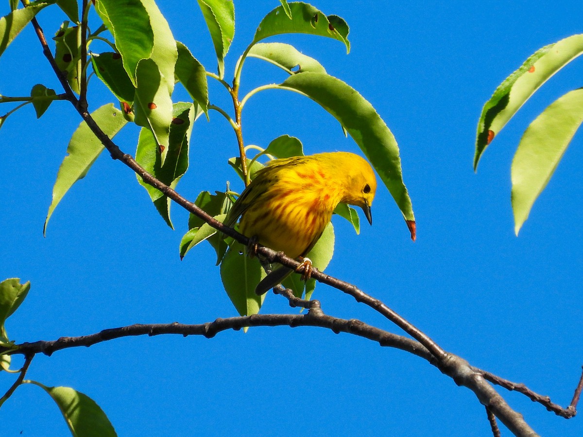 Yellow Warbler - ML620408677