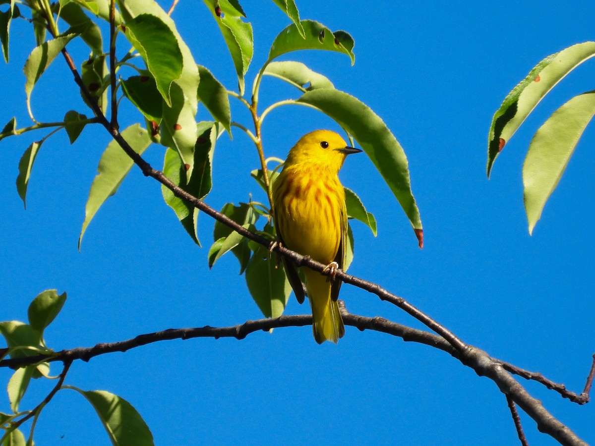 Yellow Warbler - ML620408680