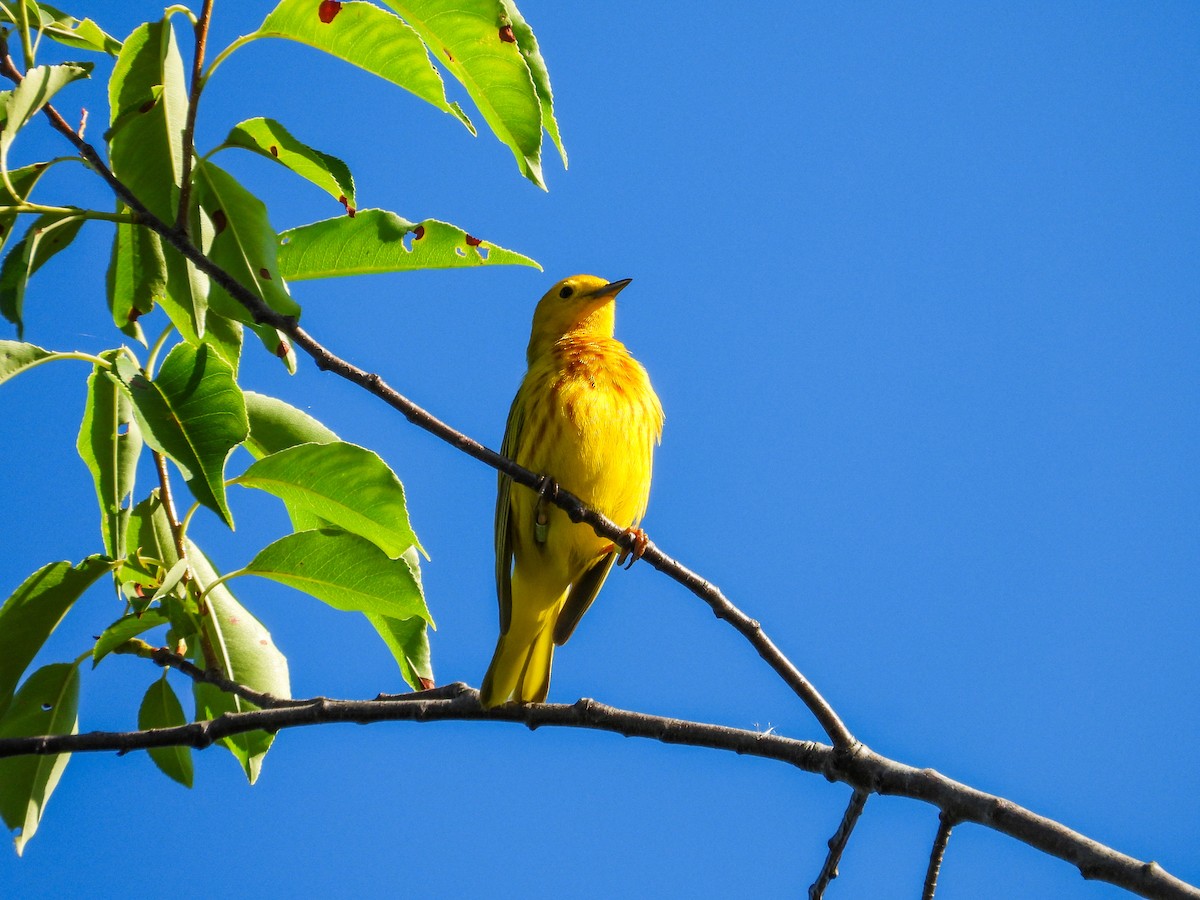 Yellow Warbler - ML620408681