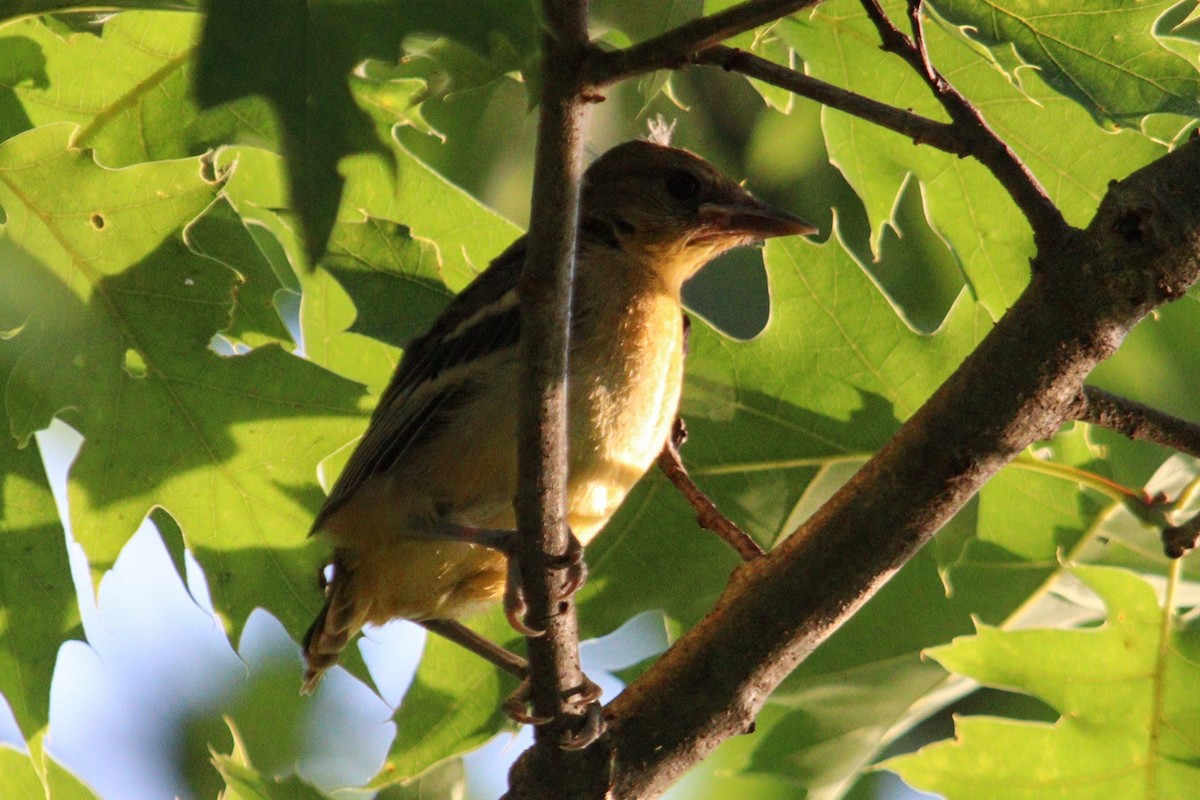 Oriole de Baltimore - ML620408685